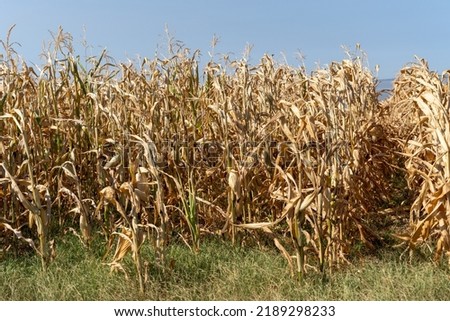 corn fields affected by a heat wave in the summer of 2022