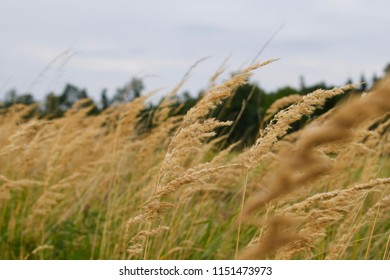 corn fields autumn