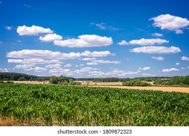 Corn fields, blue sky with clouds