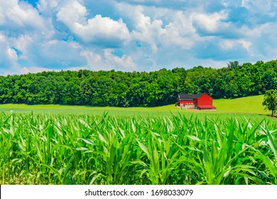 Corn Fields Are Bright Green In The Spring In The Indiana Farm Area. A Red Barn Sits In The Middle Of The Meadow Surrounded By Trees And Crops.