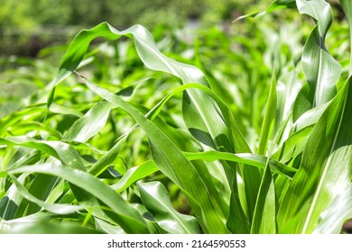 corn fields in detail. green corn leaves. corn sprouts in a garden in Italy. Harvest ripening. - Shutterstock ID 2164590553