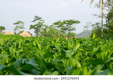 Corn fields during the day in Central Java, Indonesia