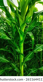Corn fields form rows, looking fresh and green with dewdrops on the leaves growing abundantly in the rice fields. Corn kernels are an ingredient in animal feed.