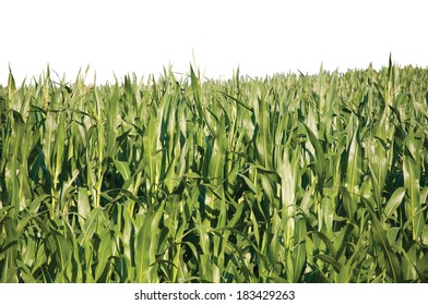 Corn Fields Isolated