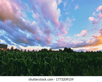 Corn fields outside Rietberg, Germany