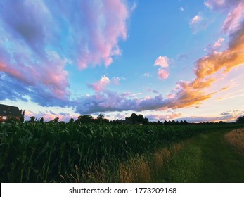 Corn fields outside Rietberg, Germany