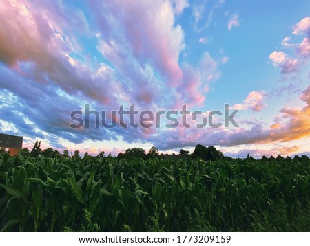 Corn fields outside Rietberg, Germany