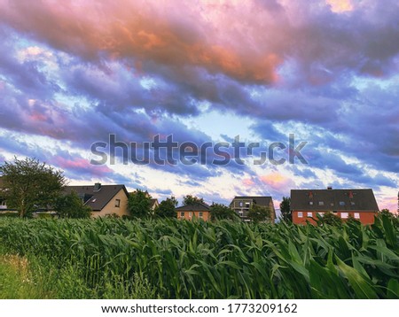 Corn fields outside Rietberg, Germany