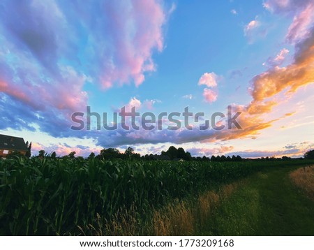 Corn fields outside Rietberg, Germany