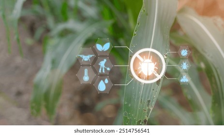 Corn fields perspective with pest and insect, corn plantation field, Growing plants and Agriculture industry concept.