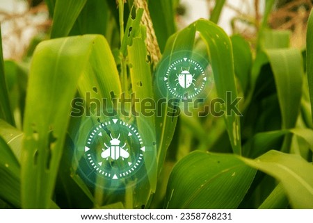 Corn fields perspective with pest and insect, corn plantation field, Growing plants and Agriculture industry concept.