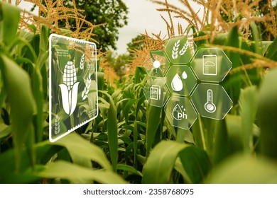 Corn fields perspective, corn plantation field, Growing plants and Agriculture industry concept.