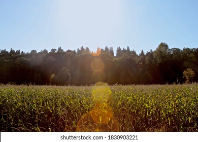 Corn Fields Snohomish County Washington. 