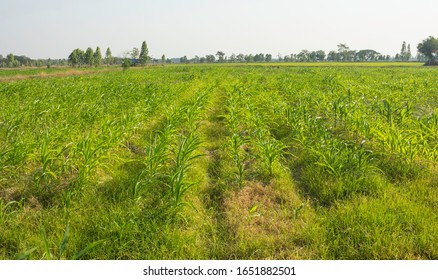 Corn fields that are growing and weeds cover the topsoil.