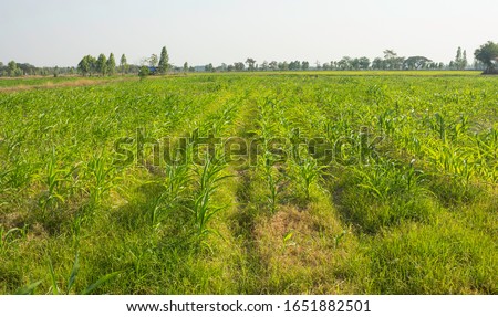 Corn fields that are growing and weeds cover the topsoil.