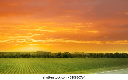 Corn Field/sunset