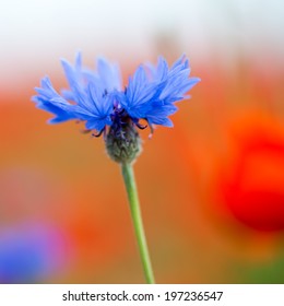 Corn Flower