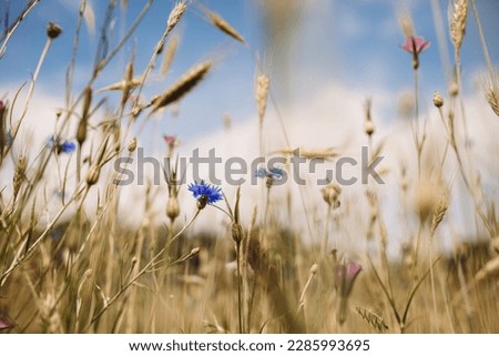 Corn flower field in summer vibe with sky in The Netherlands