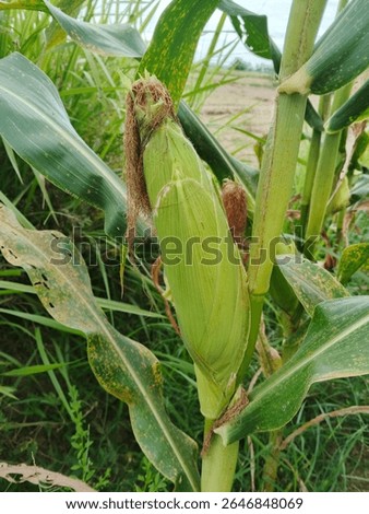 Corn fruit on tree with green leaves in garden