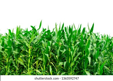 Corn garden isolated on white background - Shutterstock ID 1363592747