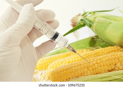 Corn In Genetic Engineering Laboratory, Gmo Food Concept.