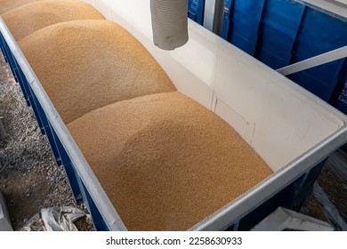 corn grain, cereals are poured into a wagon for transportation.Logistic  for import and export - Shutterstock ID 2258630933
