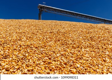 Corn and Grain Handling or Harvesting Terminal. Corn Can be Used for Food, Feed or Ethanol IV
