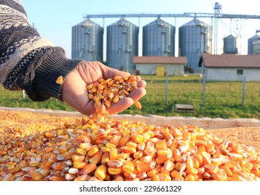 Corn grains in a hand after good harvest of successful farmer, in a background agricultural silo