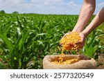 Corn grains in the hand of a successful farmer, in a background green corn field. Close up of hand full of corn in a jute sack from a young farmer. Spring sunny day rural scene