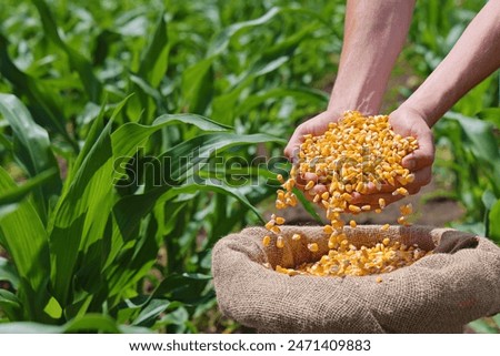 Corn grains in the hands of a successful farmer, in a background green corn field. Close up of hands full of corn in a jute sack from a young farmer. Spring sunny day rural scene