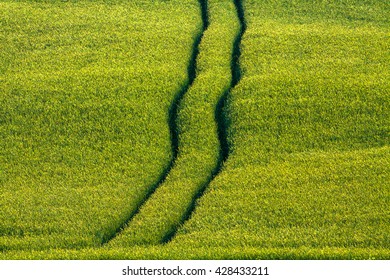 Corn Green Field path or road by tractor