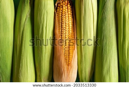 Corn with green husk and ripe maize aligned in a row, top view. Full-frame background with corn, green and riped.
