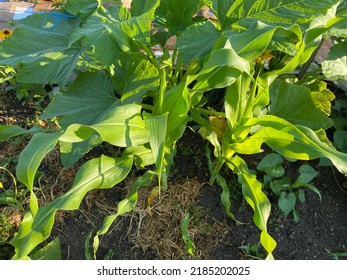 Corn growing amongst squash in the garden