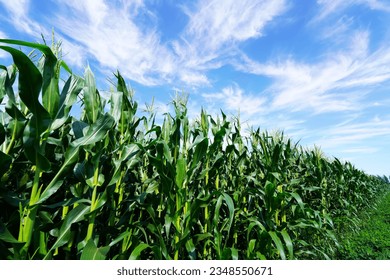 The corn growing in the field