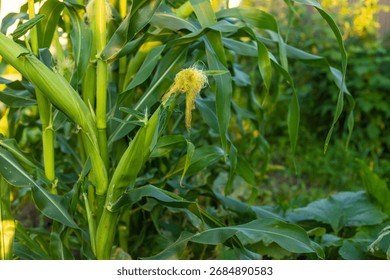 Corn growing in the garden. Selective focus. nature.