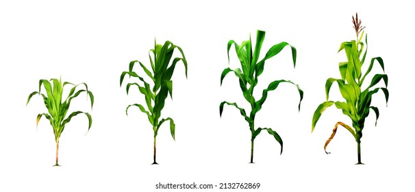 Corn growing process realistic illustration in flat design. Corn planting process growing corn from flowering seeds. isolated on a white background