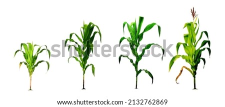 Corn growing process realistic illustration in flat design. Corn planting process growing corn from flowering seeds. isolated on a white background