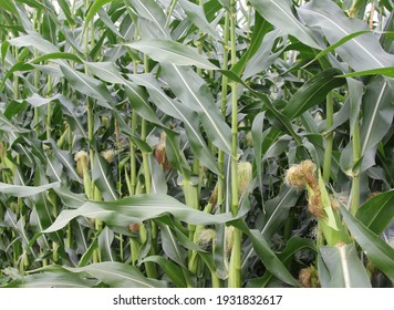 corn grows in a corn field in Canada
