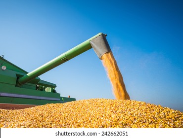 Corn Harvest In Autumn