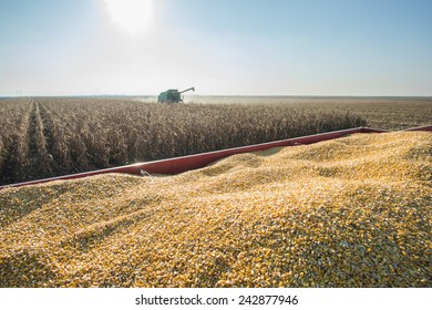 Corn Harvest In Autumn