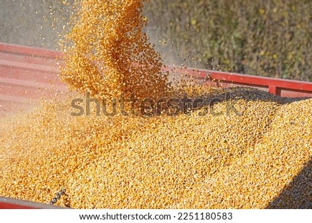 Corn harvest, close-up of combine transferring freshly harvested corn into tractor-trailer for transport to the silos