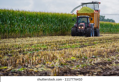 Corn Harvest, Corn Forage Harvester In Action, Harvest Truck With Tractor