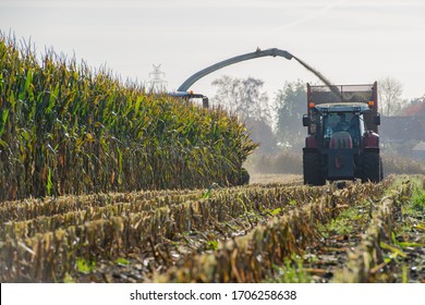 Corn Harvest, Corn Forage Harvester In Action, Harvest Truck With Tractor