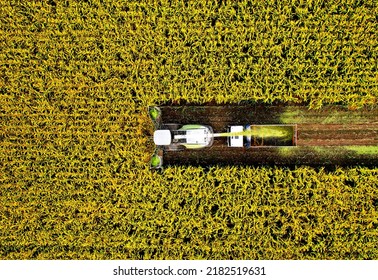 Corn Harvest. Forage harvester on maize cutting in field. Harvesting crop in farm field. Self-propelled Harvester for agriculture. Tractor on corn harvest. Aerial View Of A Farmer Harvesting Silage. 