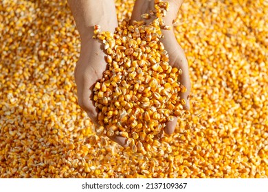 Corn harvest. Human hands holding corn grains