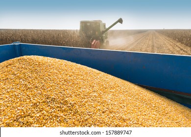 Corn Harvest On A Farmland 