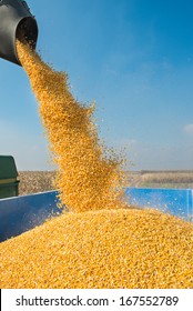 Corn Harvest On A Farmland