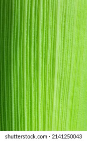 Corn Husk Texture Green Macro,Green Corn Leaf Close Up. Nature Background