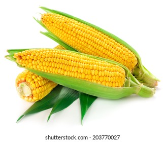 Corn Isolated 