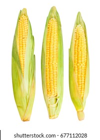 Corn Isolated